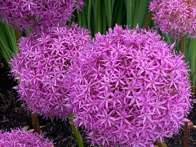 Photo high angle view of purple flowering plants