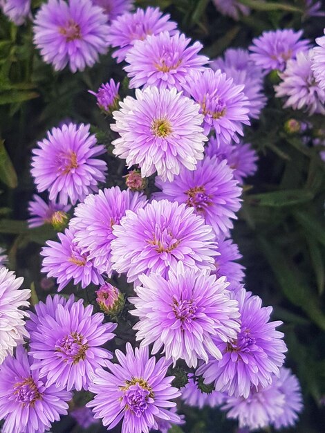 High angle view of purple flowering plants