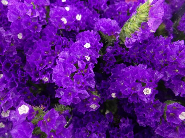 High angle view of purple flowering plants