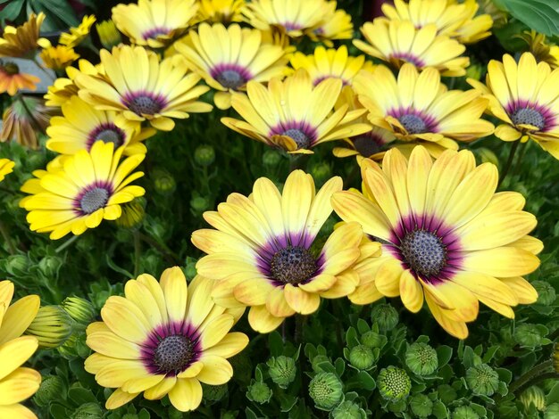 Photo high angle view of purple flowering plants