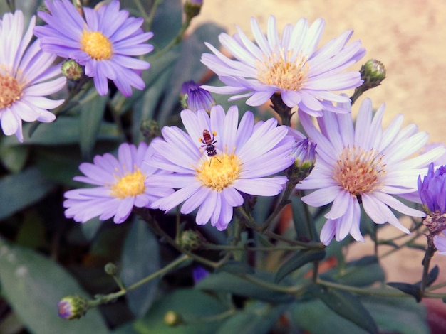 Foto vista ad alto angolo di piante a fiori viola