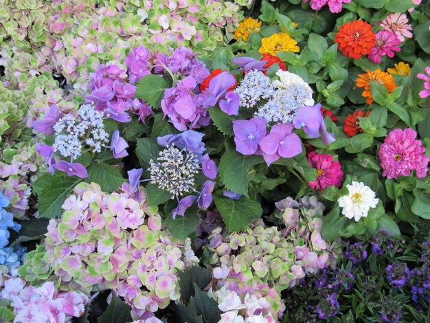 紫色の花がく植物の高角度の眺め