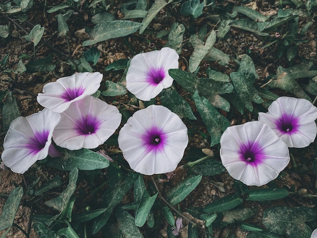 Foto vista ad alto angolo di piante a fiori viola