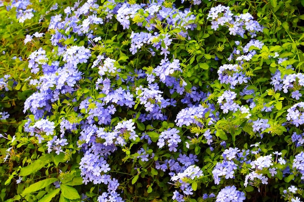 Foto vista ad alta angolazione delle piante a fiore viola