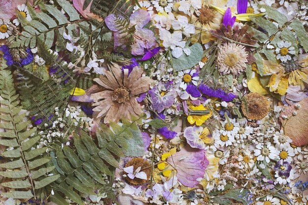 Foto vista ad alto angolo di piante a fiori viola