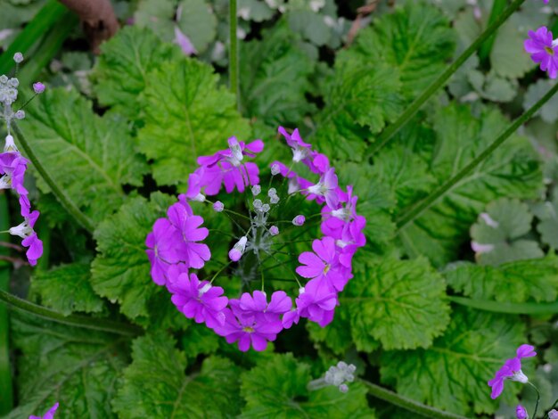 Photo high angle view of purple flowering plants