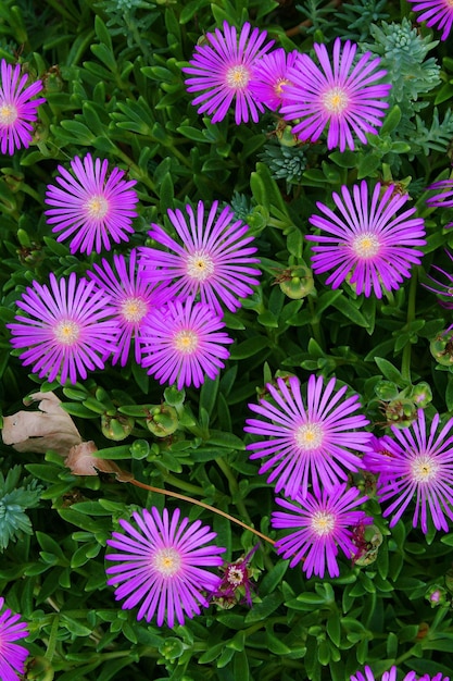 Foto vista ad alta angolazione dei fiori viola che fioriscono sul campo