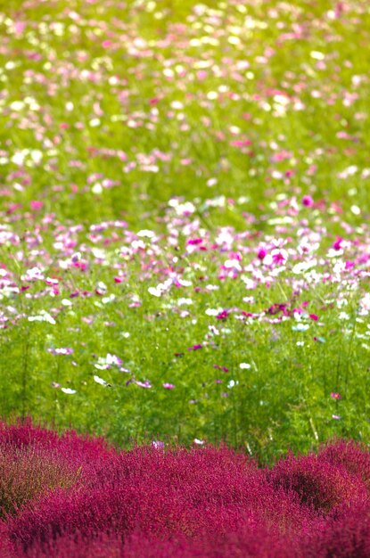 High angle view of purple flowers blooming on field