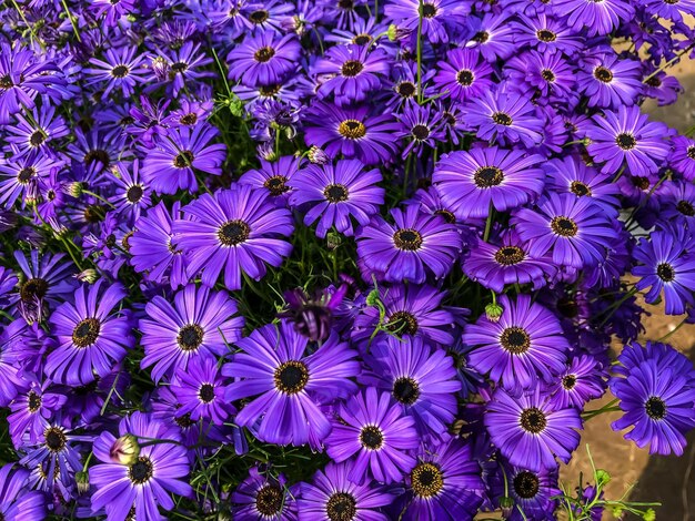 High angle view of purple flowers