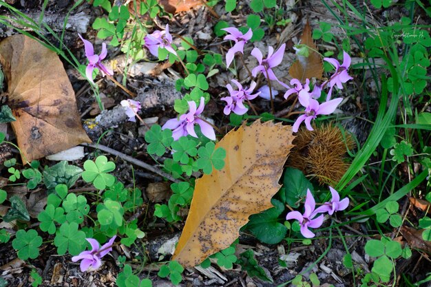 High angle view of purple flowers