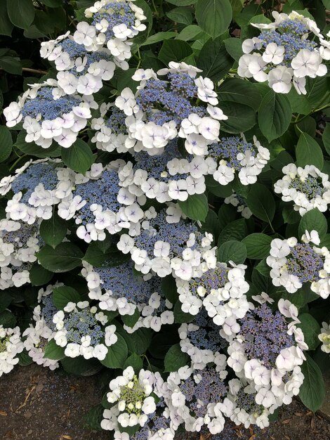 Foto vista ad alto angolo dei fiori d'ortensia viola sulla pianta