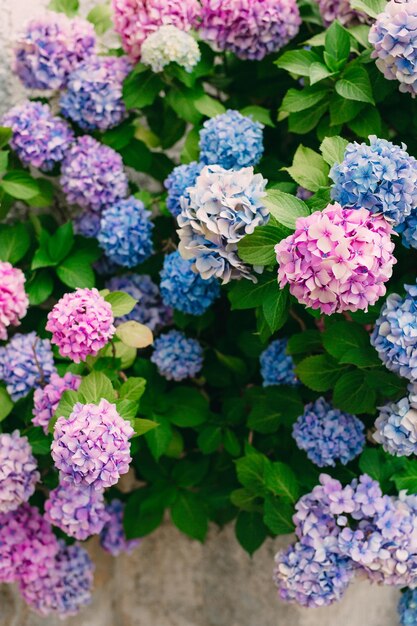 Photo high angle view of purple hydrangea