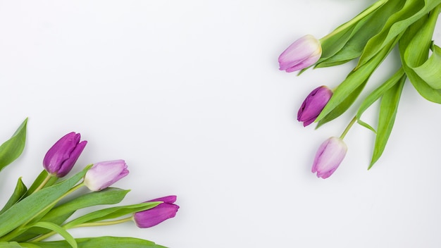 Vista dell'angolo alto dei fiori porpora del tulipano sul contesto bianco