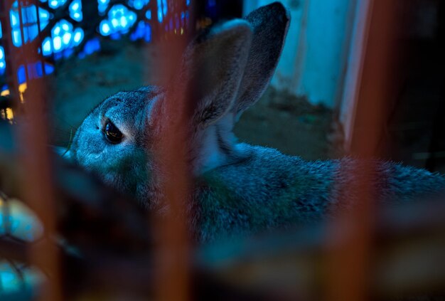 High angle view of rabbit in cage