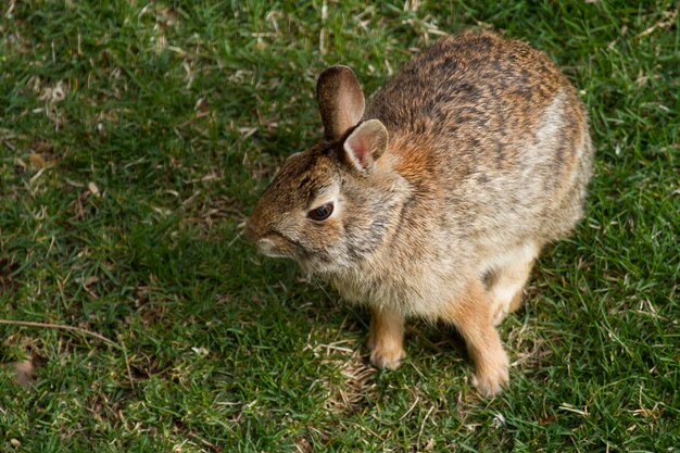 Photo high angle view of rabbit on field