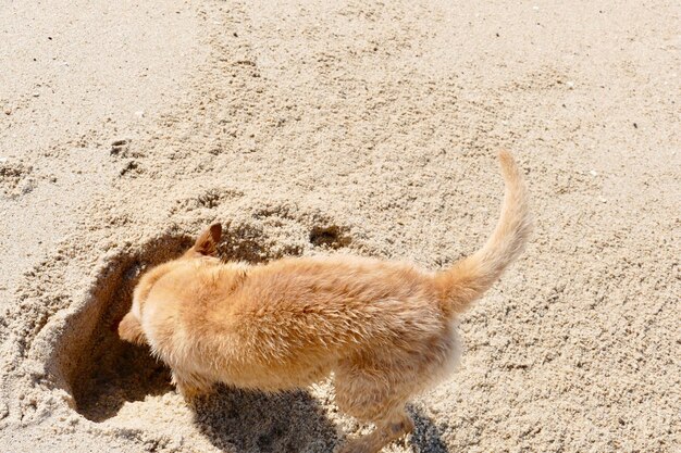 high angle view of a rabbit on sand