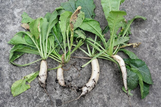 Photo high angle view of radishes on field