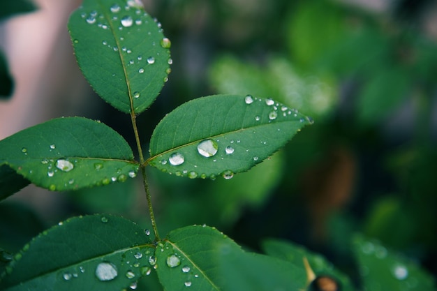 緑の植物上の雨滴の高角度のビュー