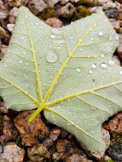 Foto vista ad alto angolo delle gocce di pioggia delle foglie