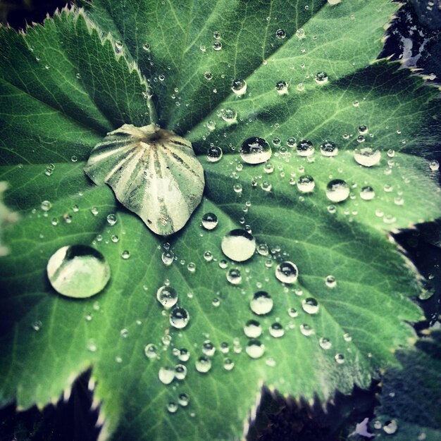 High angle view of raindrops on leaves