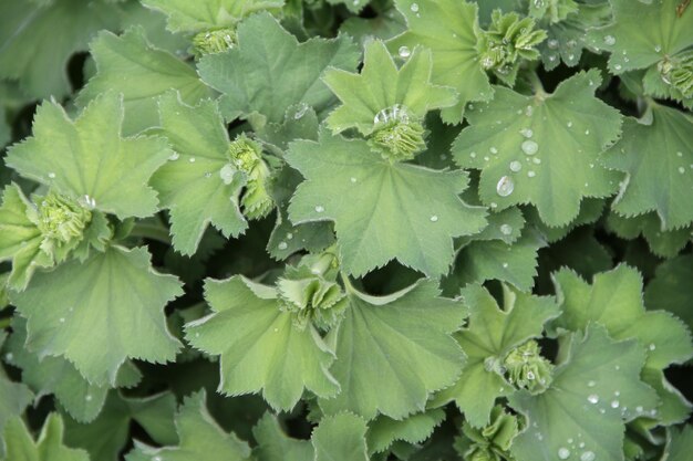 High angle view of raindrops on leaves