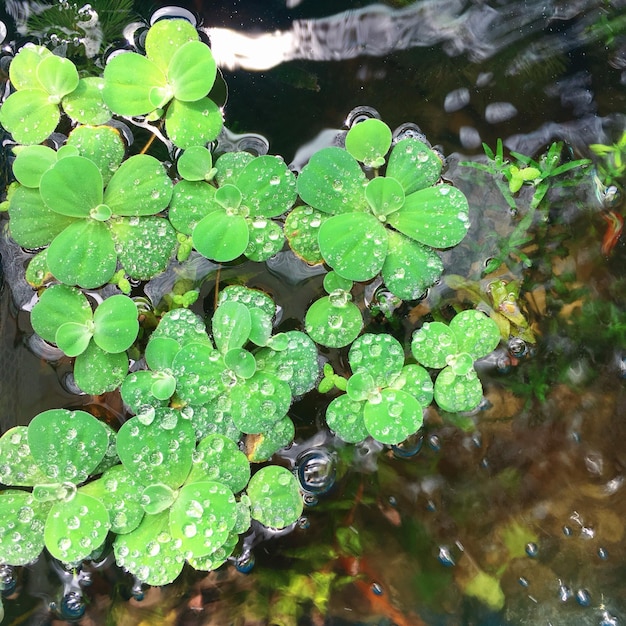 Photo high angle view of raindrops on leaves