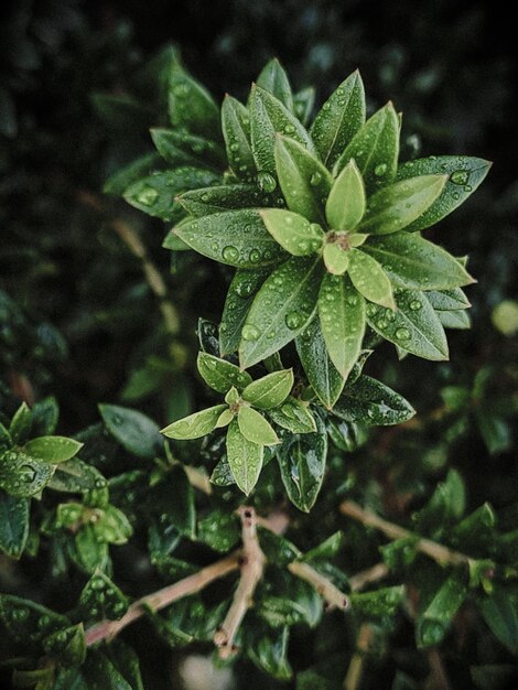 Photo high angle view of raindrops on plant