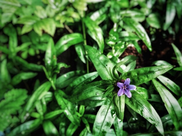 High angle view of raindrops on purple flowering plant