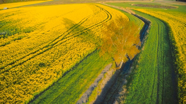 High angle view of rapeseed field