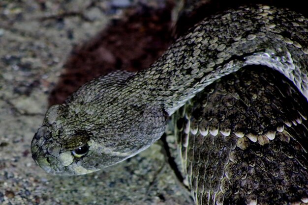 High angle view of rattlesnake on field