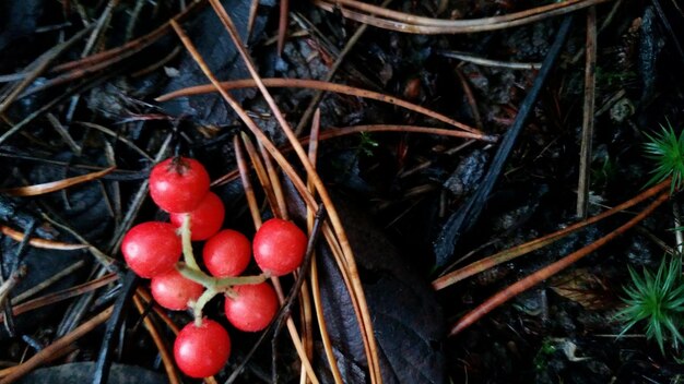 Foto vista ad alto angolo delle bacche rosse sul campo