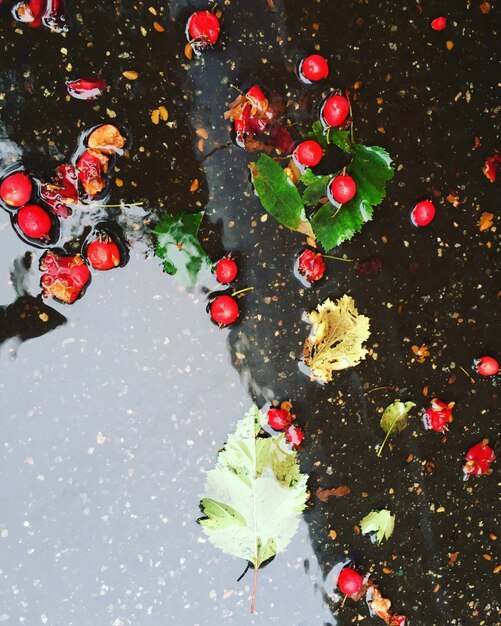 High angle view of red berries floating on water