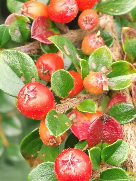 Foto vista ad alto angolo delle bacche rosse che crescono sulla pianta