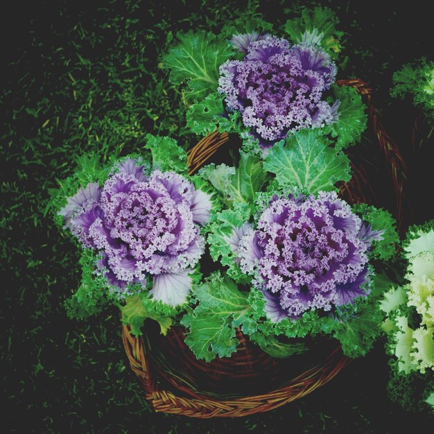 High angle view of red cabbage growing in back yard