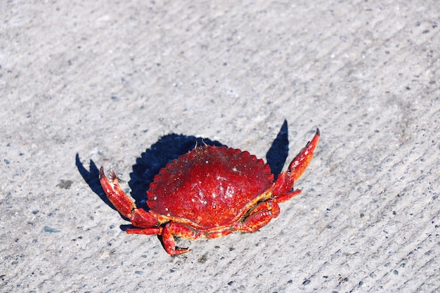 Photo high angle view of red crab on sand