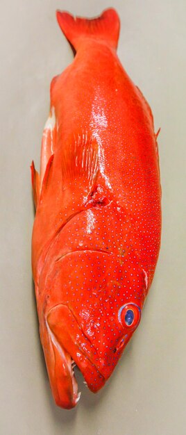 Photo high angle view of red fish on table