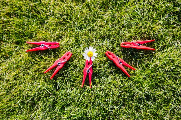 High angle view of red flower on field