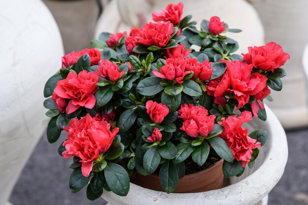 High angle view of red flower pot