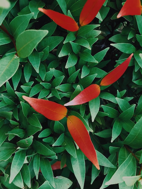 Foto vista ad alto angolo di una pianta a fiori rossi