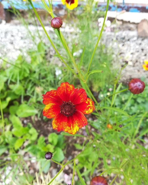 High angle view of red flowering plant