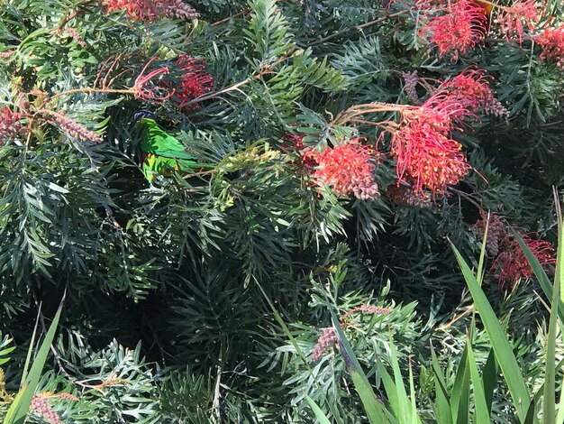 High angle view of red flowering plant