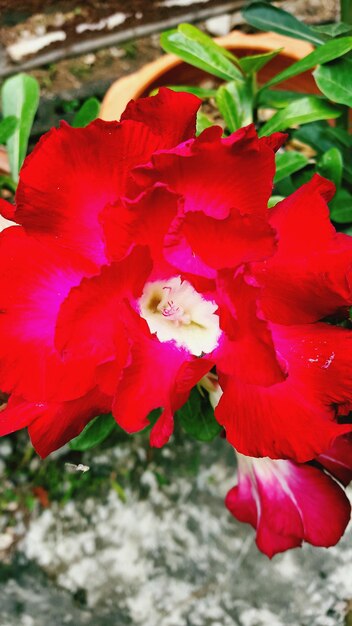 High angle view of red flowering plant