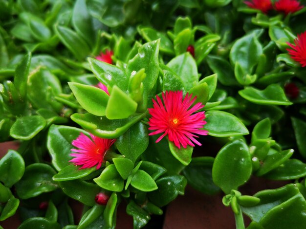 High angle view of red flowering plant