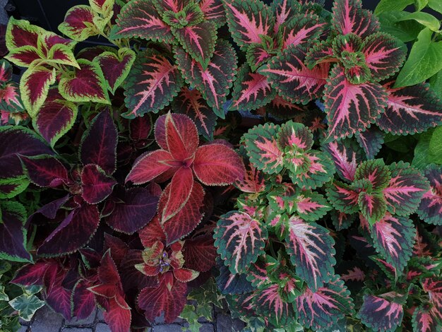 Photo high angle view of red flowering plant