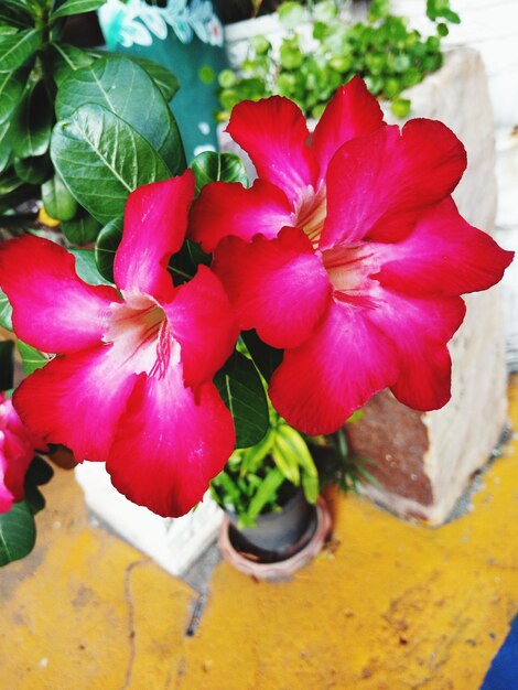 High angle view of red flowering plant