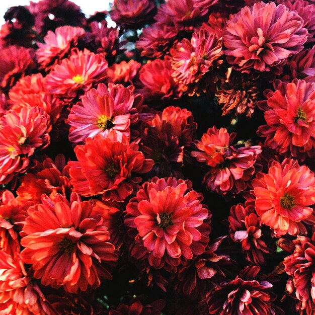 High angle view of red flowering plants