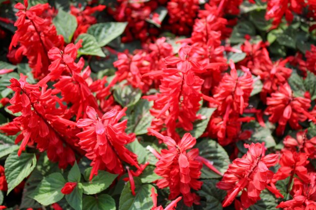 High angle view of red flowering plants