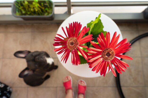 Photo high angle view of red flowers on table in balcony with feet and dog