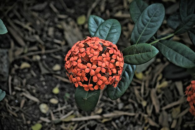 Foto vista ad alta angolazione dell'ixora rossa in fiore all'aperto