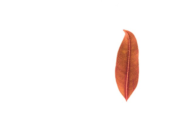 Photo high angle view of red leaf over white background